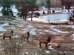Elk on the lawn in New Mexico